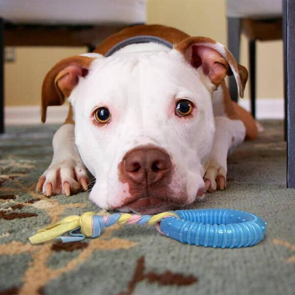 Dayanıklı Köpek Diş Kaşıyıcı Ve Çiğneme Oyuncağı - 4