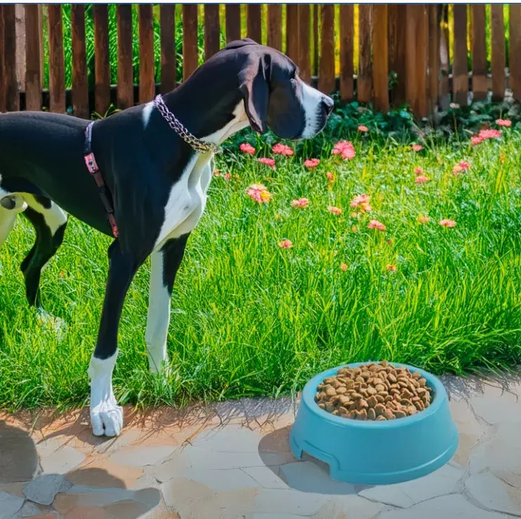 Mikopet Büyük Irklar İçin Dayanıklı 2.5 Litre Mama Kabı - 1